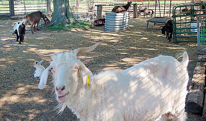 Angora goat